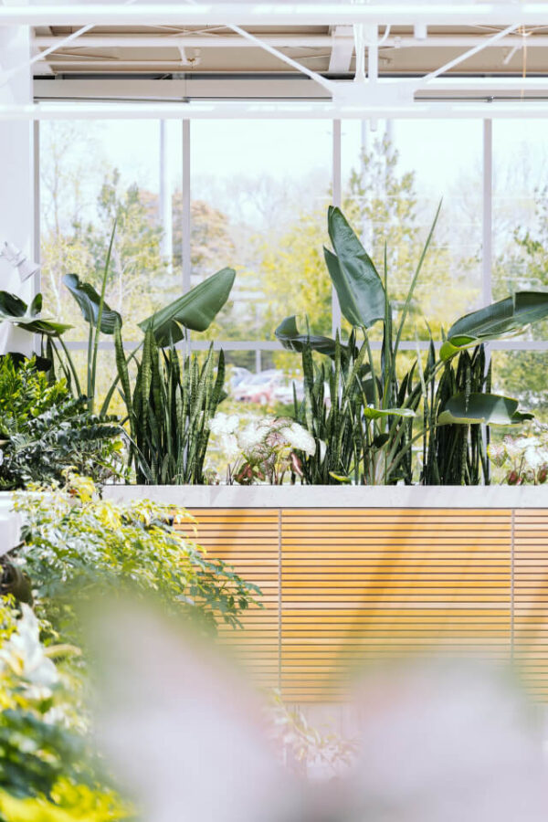 populaire binnenplanten