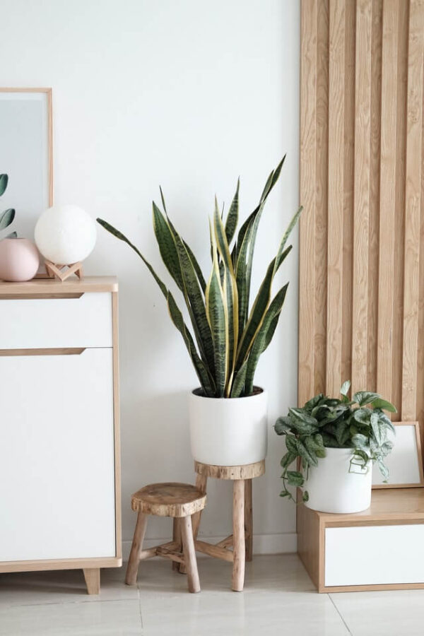 Sansevieria Golden Flame - Afbeelding 2