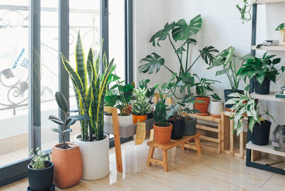 mooie binnenplanten