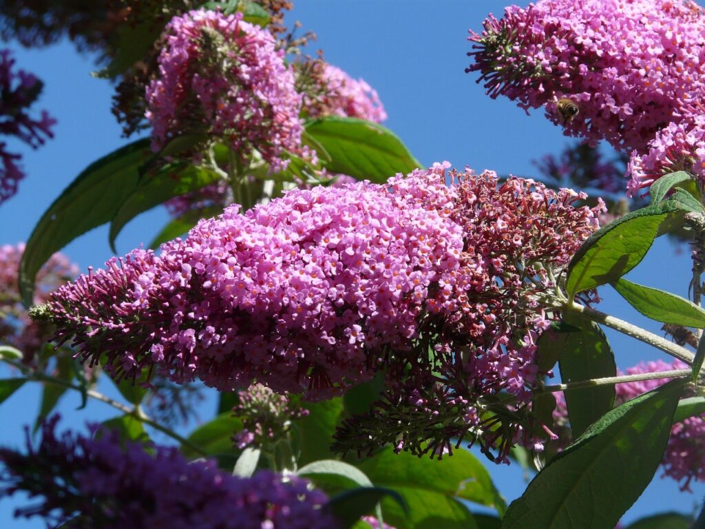 Tuinplanten: Populaire Soorten en Onderhoudstips 6 Buddleja vlinderstruik