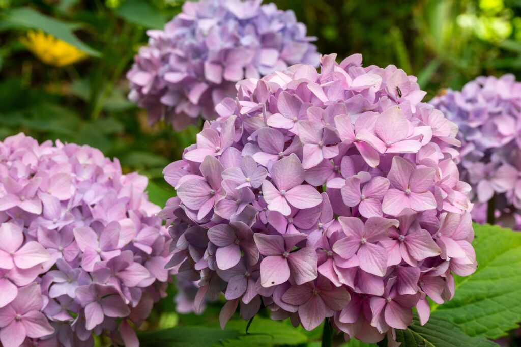 Tuinplanten: Populaire Soorten en Onderhoudstips 4 Hortensia bloemen tuin