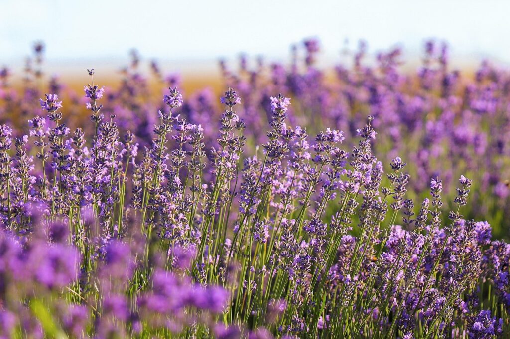 Tuinplanten: Populaire Soorten en Onderhoudstips 3 Lavendel bloemen tuin