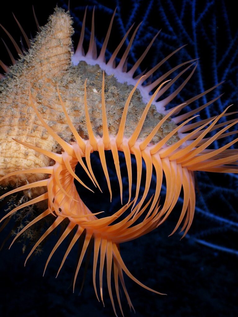 anemone-vleesetende-plant_1280