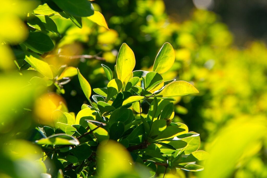 Top 10 Meest Gebruikte Haagplanten in Nederland 8 barberry-haag