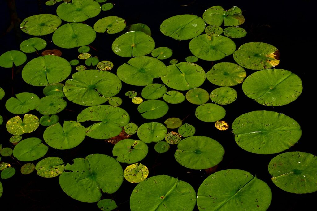 Goed groeiende en verzorgende waterplanten voor in de vijver 5 bladgroen-vijver