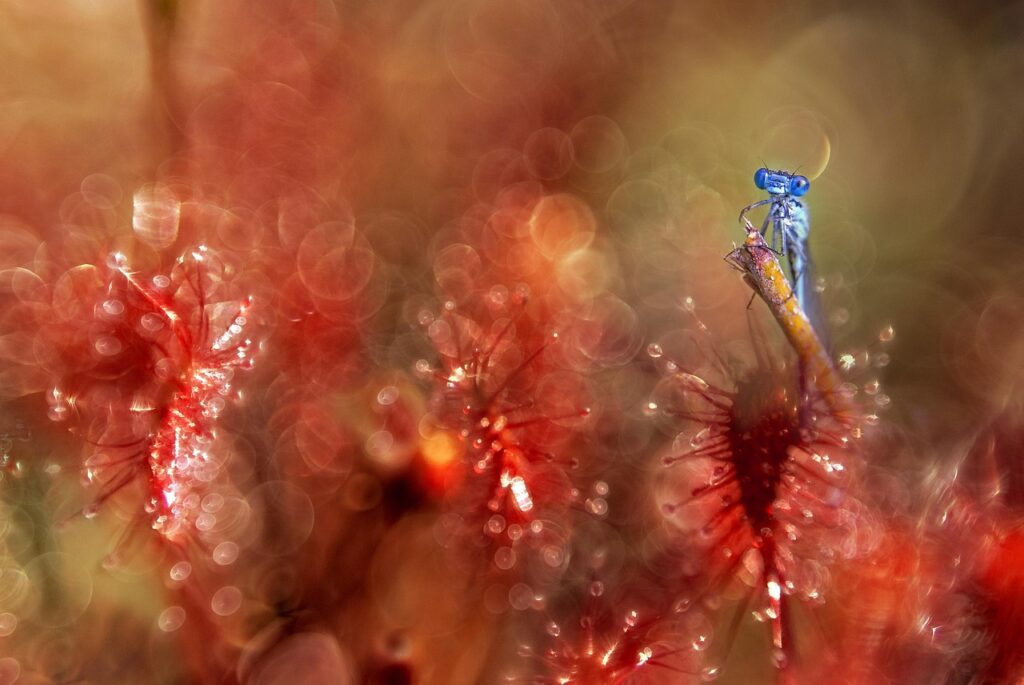 dragonfly-vleesetende-plant_1280