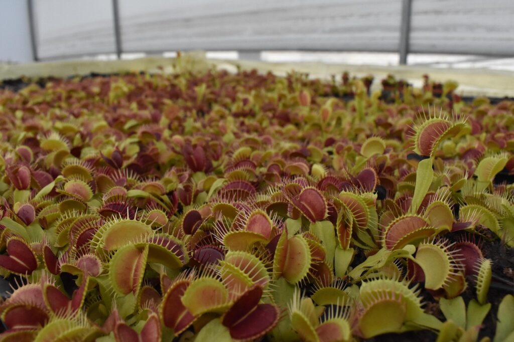 flytrap-carnivorous_plant_1280