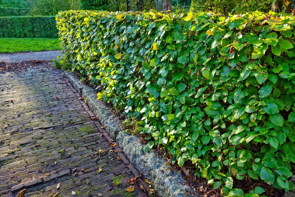Top 10 Meest Gebruikte Haagplanten in Nederland 7 hedge-haag