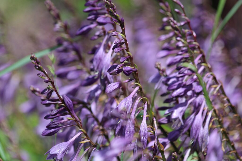 hosta-bloem