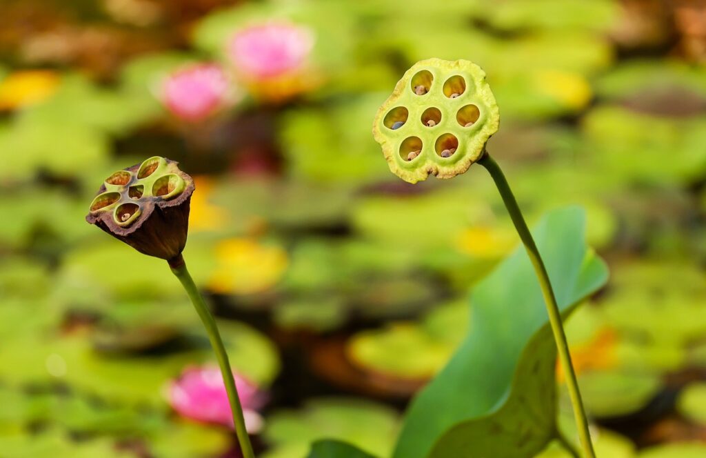 Goed groeiende en verzorgende waterplanten voor in de vijver 3 lotus-plant-vijver