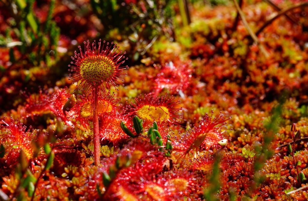 round-leaved-sundew-vleesetende-plant_1280