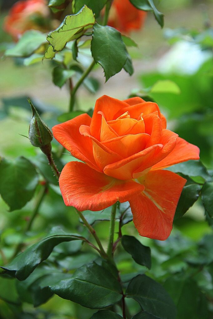 Tuinplanten: Populaire Soorten en Onderhoudstips 5 rozen-in-de-tuin