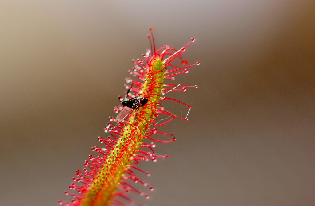 sundew-vleesetende-plant_1280