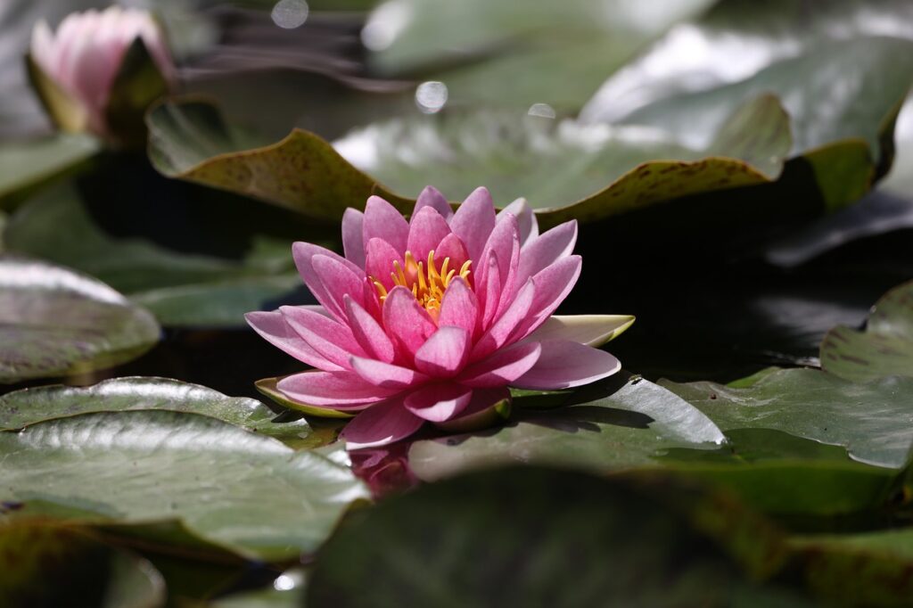 Goed groeiende en verzorgende waterplanten voor in de vijver 6 vijverbloem