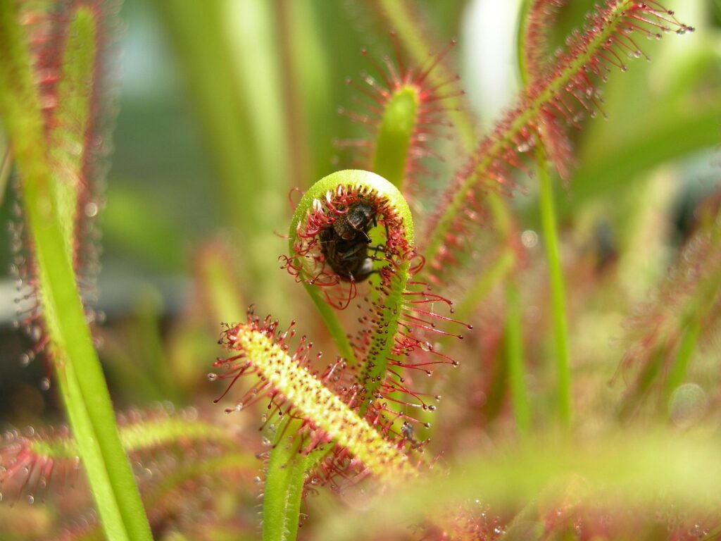 vleesetende-plant