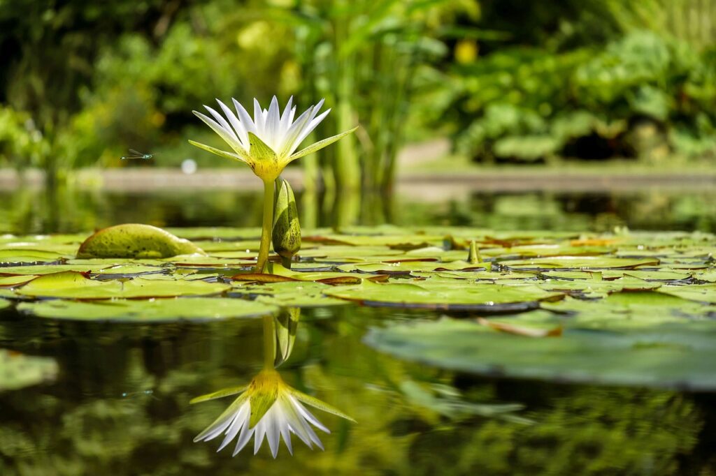 Goed groeiende en verzorgende waterplanten voor in de vijver 1 waterlelie