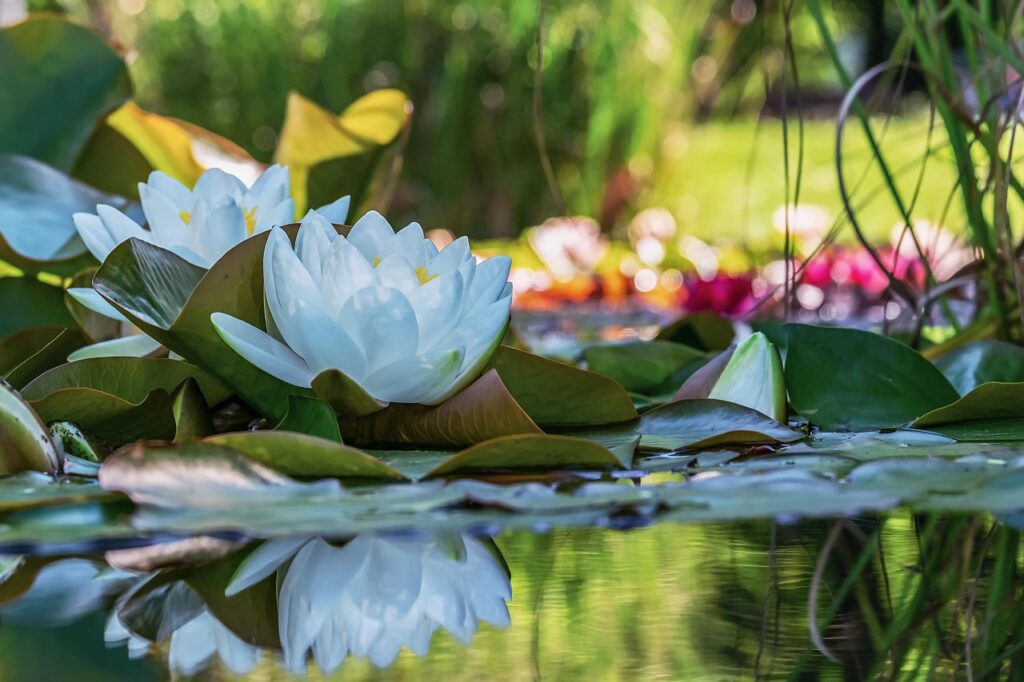 Goed groeiende en verzorgende waterplanten voor in de vijver 4 witte-water-lelie drjivend