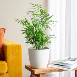 plantje.nl, Chamaedorea Elegans, 17 cm, Groen, Groene bladeren, Palm, Veerachtige bladeren, Niet giftig, Luchtzuiverend