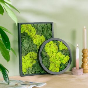 plantje.nl Mosschilderij Duo Mix, Groen, M, L, Mos, Rechthoek, Rond, Geen verzorging nodig Niet in de zon hangen