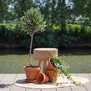 Olea Europaea - Olijfboom - P21