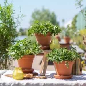 Citroengeranium Trio - Anti-muggenplant - P11