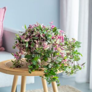 Tradescantia Quadricolor - Vaderplant - P17