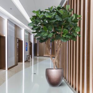 Ficus Lyrata XL kunstboom Deluxe 300cm