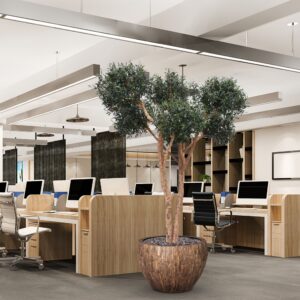 Olijf kunst Bonsai boom Deluxe 250cm