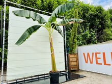 Musa Basjoo - Bananenboom