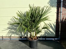 Palmboom - Trachycarpus Fortunei Multistam