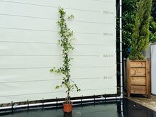 Toscaanse Jasmijn - hoogte 160-180 cm