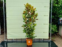 Magnolia Grandiflora Gallisoniensis - hoogte 200 cm