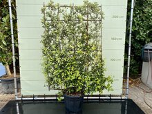 Quercus Ilex Espalier - Leischerm- hoogte 230 cm