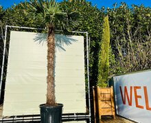 Palmboom - Trachycarpus Fortunei 1 Palmboom - Trachycarpus Fortunei