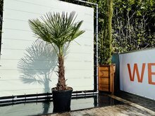 Palmboom - Trachycarpus Fortunei