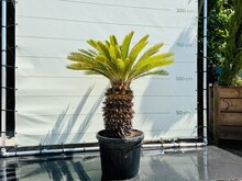 Palmboom - Cycas Revoluta