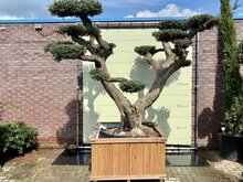 Olijfboom Pon Pon - Olea Europaea