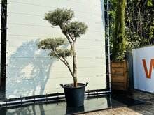 Olijfboom Pon Pon - Olea Europaea