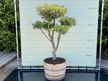 Olijfboom Pon Pon - Olea Europaea