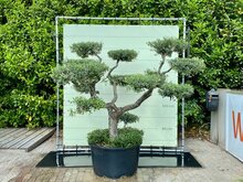 Olijfboom Pon Pon - Olea Europaea