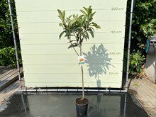 Japanse Wolmispel - hoogte 160 cm