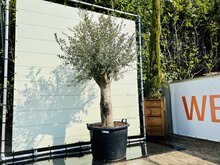 Olijfboom - Olea Europaea