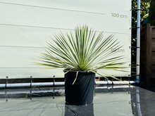 Palmboom - Yucca Rostrata