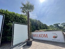 Palmboom - Trachycarpus Fortunei