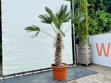 Palmboom - Trachycarpus Wagnerianus
