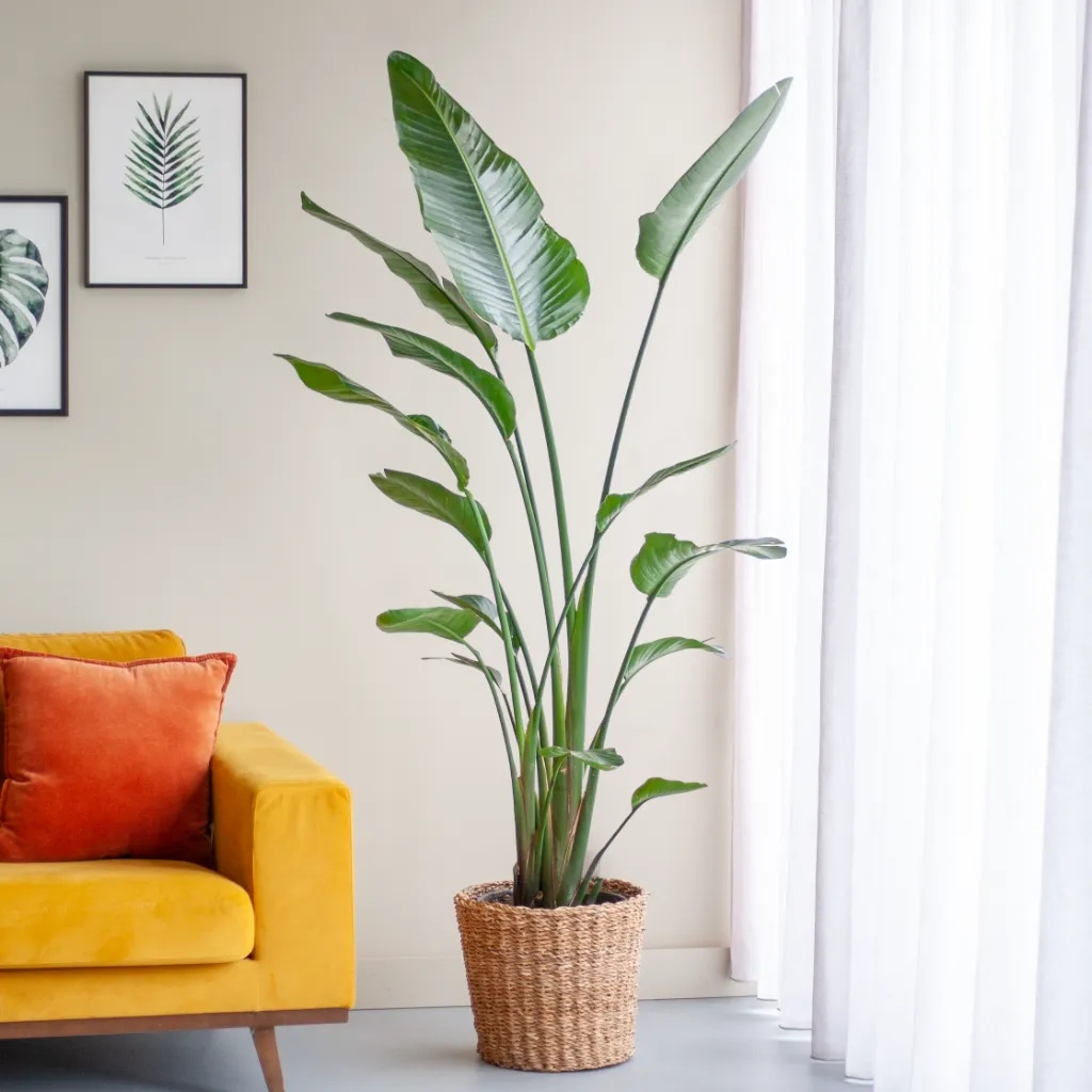 plantje.nl Kamerplanten Paradijsvogelplant, Grote groene bladeren, Zonaanbidder, kamerplant, Scheuren in het blad, Veel water nodig, Wekelijks 1 plantje.nl Kamerplanten Paradijsvogelplant, Grote groene bladeren, Zonaanbidder, kamerplant, Scheuren in het blad, Veel water nodig, Wekelijks