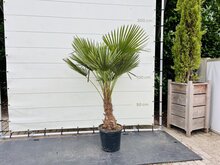 Palmboom - Trachycarpus Fortunei