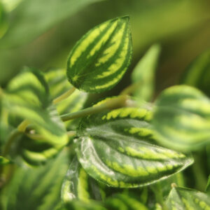 Peperomia Kunst hangplant bont 50cm