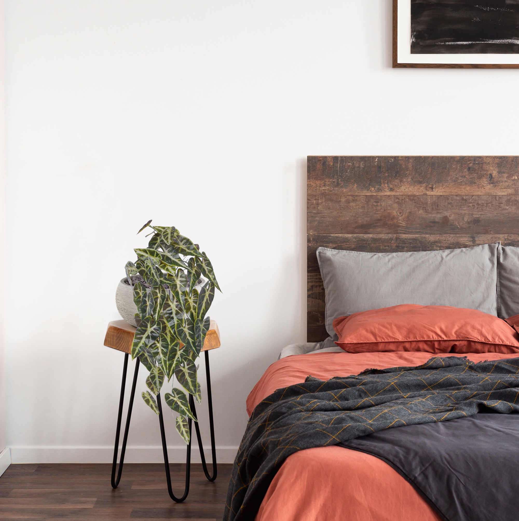 Alocasia Kunsthanger Frydek bont 60cm 1 Alocasia Kunsthanger Frydek bont 60cm