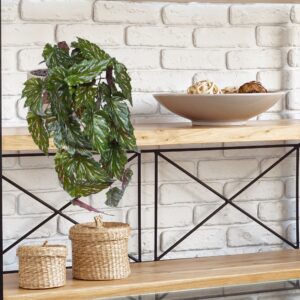 Begonia Rex Kunst hanger groen rood 40cm